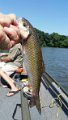 -Juniata River-002-